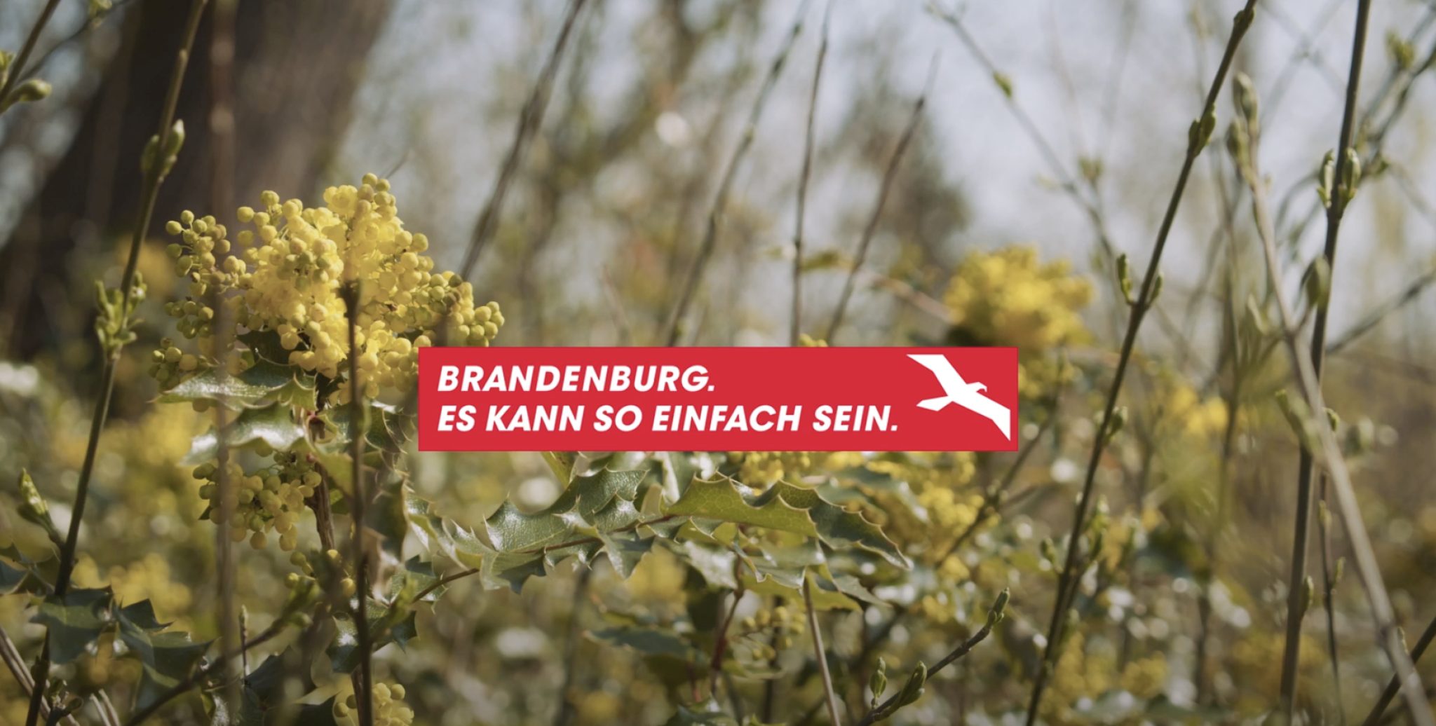 Blumen im Vordergrund und ein Baum verschwommen im Hintergrund. Eine Aufschrift mit "Brandenburg. Es kann so einfach sein."