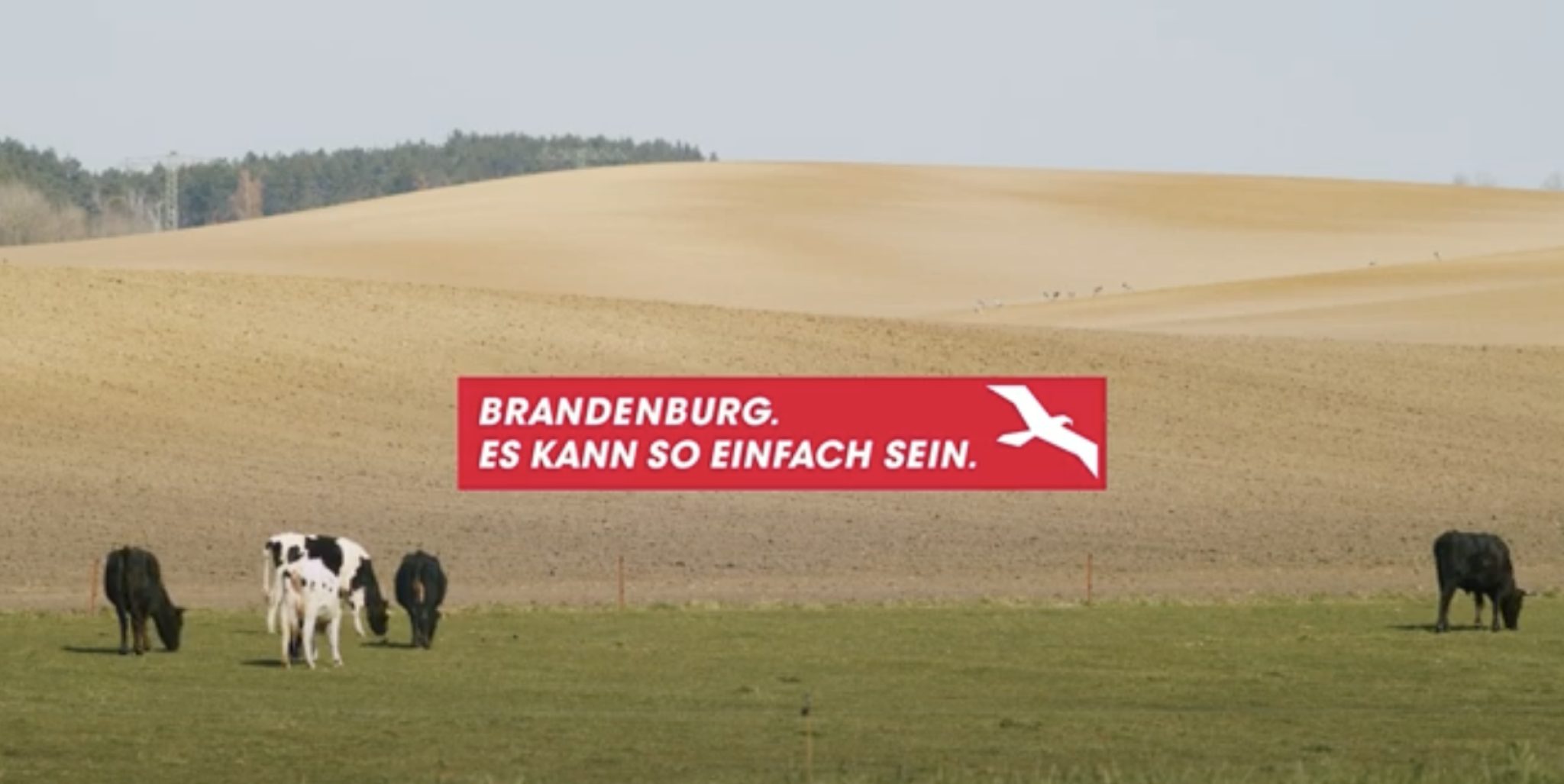 Kühe auf der Weide, im Hintergrund eine hügelige Landschaft und ein Wald. Eine Aufschrift "Brandenburg. Es kann so einfach sein"