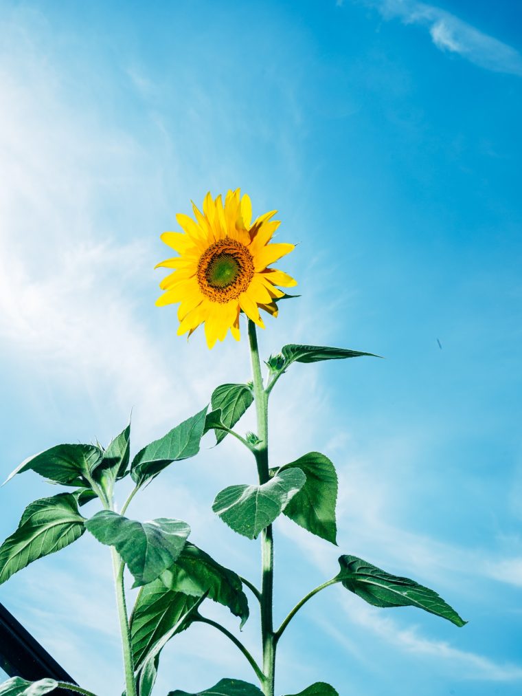 Eine Sonnenblume vor blauem Himmel von unten fotografiert.
