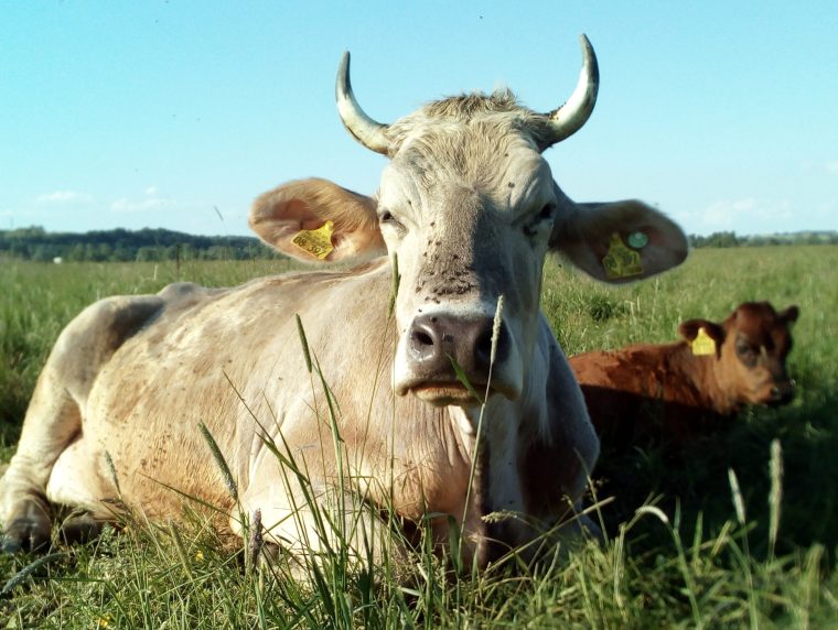 Eine Kuh mit ihrem Kalb auf einer Wiese an einem sonnigen Tag