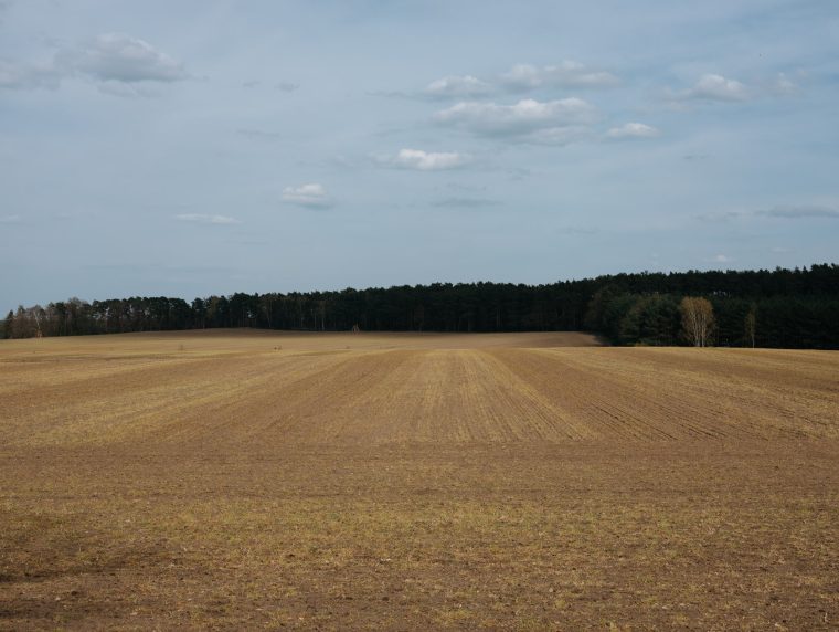 Ein großes Feld, im Hintergrund ein Wald.