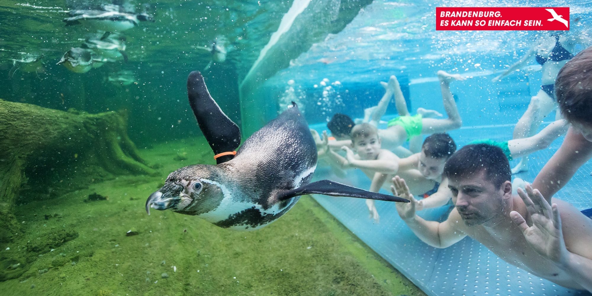 Menschen tauchen in einem Schwimmbad, an das durch eine Scheibe getrennt ein Aquarium anschließt, in welchem ein Pinguin taucht.