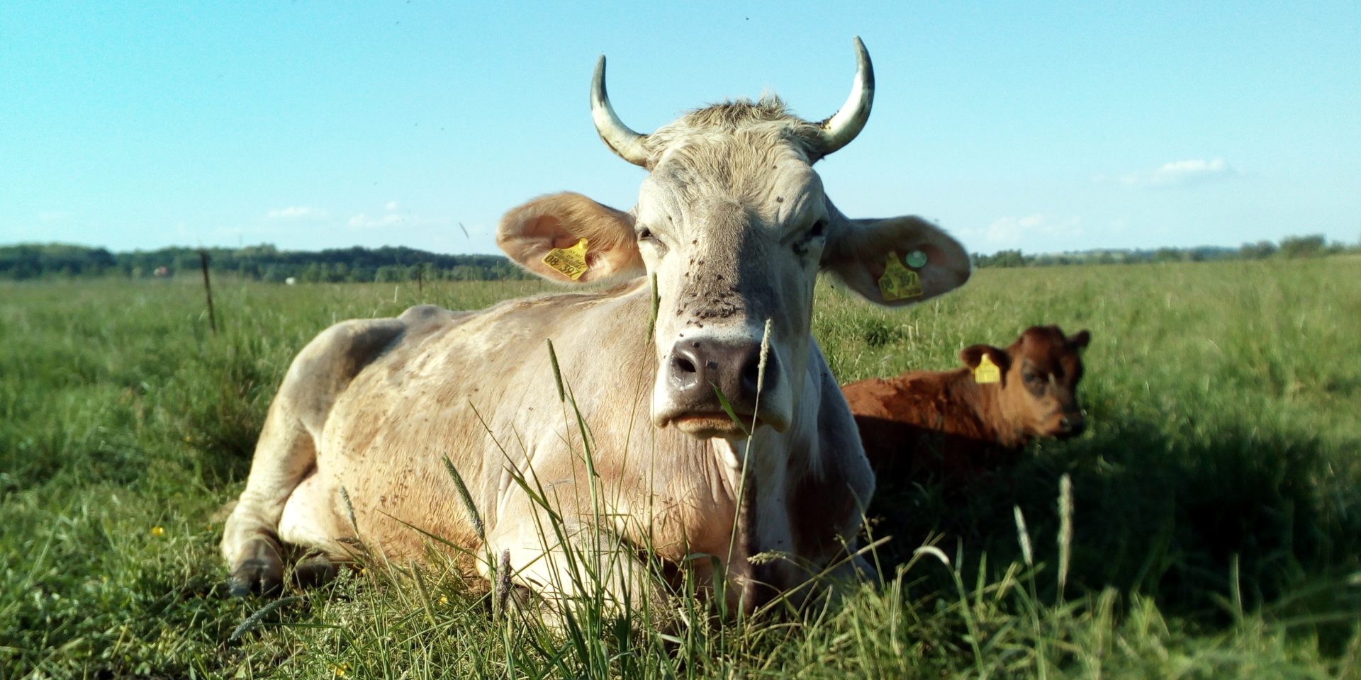 Eine Kuh mit ihrem Kalb auf einer Wiese an einem sonnigen Tag