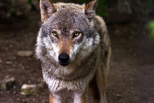 Ein Wolf von vorne.
