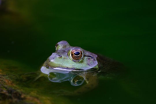 En Frosch schaut aus Wasser heraus.