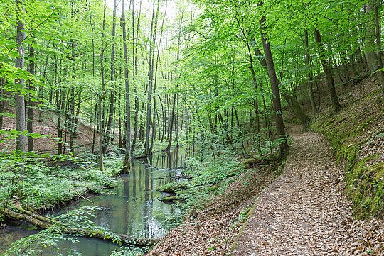 Ein Waldweg entlang eines schmalen Bachs.