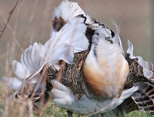 Ein Vogel in einem prächtigen Federkleid plustert sich auf